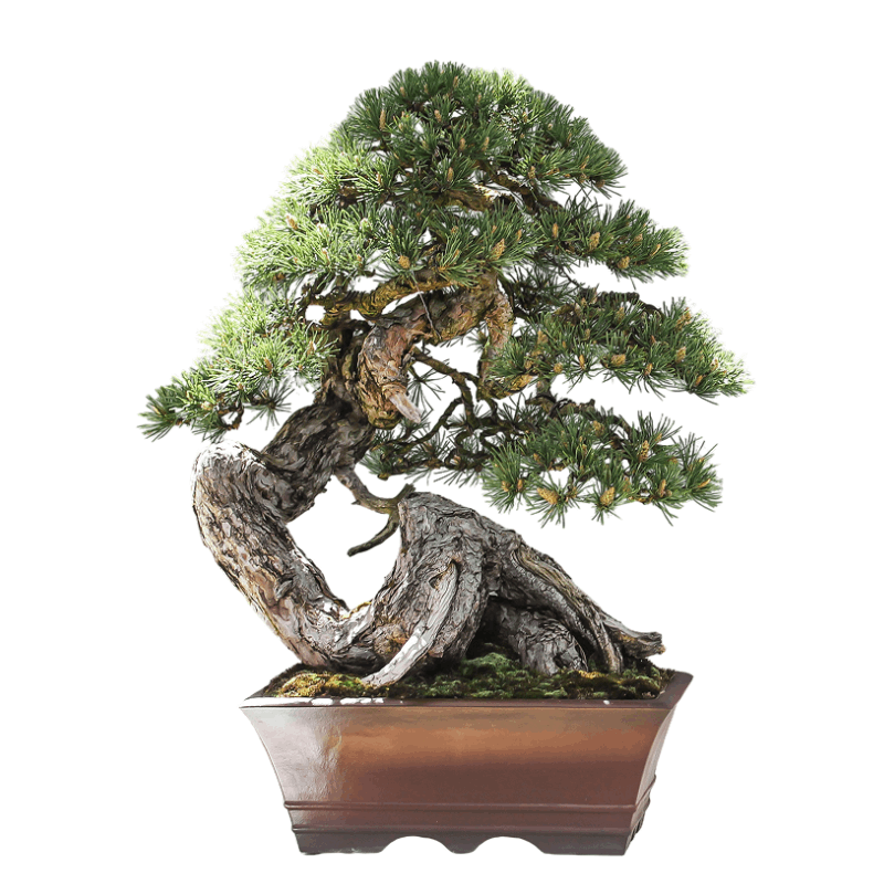 Green Nursery Default Image