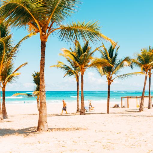 Palm trees on a sunny beach