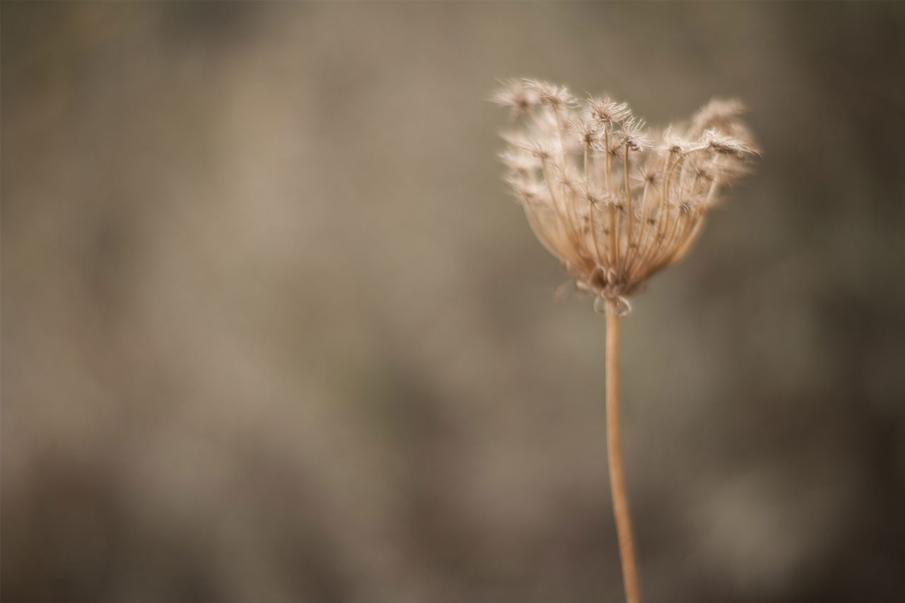 Permalink to: More Tags