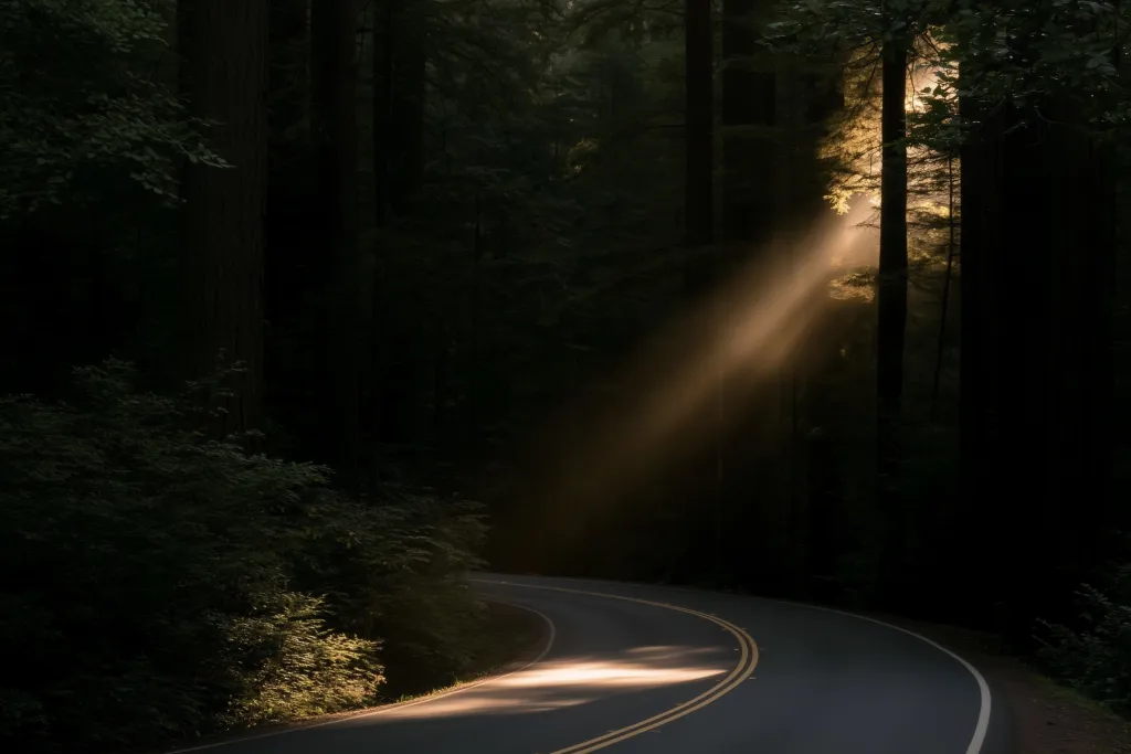 Sunlight falling through tall redwoods onto a winding forest road.
