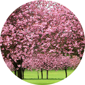 Create up to 3 highlight boxes!