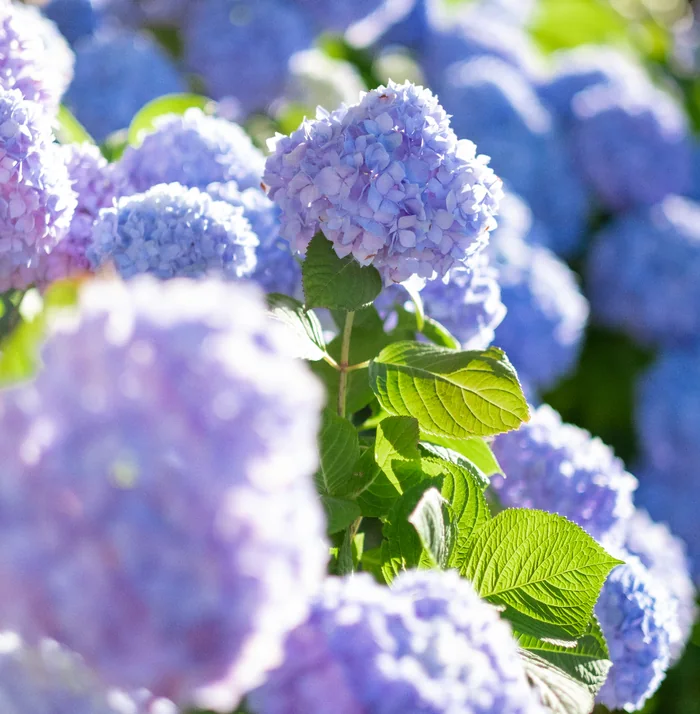 Lavender Hour arrangement of lilac hydrangea blooms