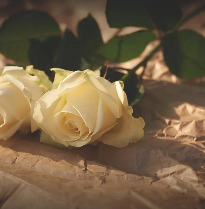 White Whisper bouquet of cream roses resting on kraft paper