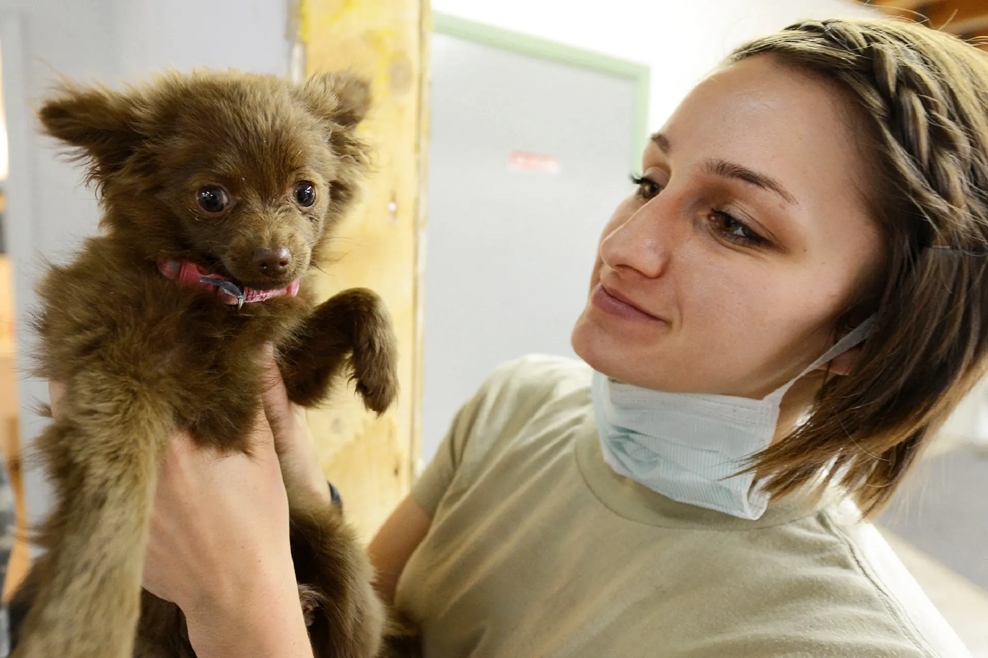 A veterinarian holding a small brown Pomeranian puppy during a check up